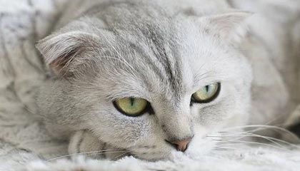 pg电子中国官网-夏凌云缨先手留人被景诗女娲方块留住，无幻姬小满赶来收割