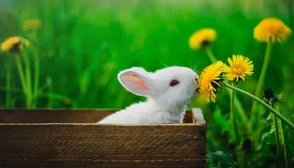 pg电子中国官网-夏凌云缨先手留人被景诗女娲方块留住，无幻姬小满赶来收割